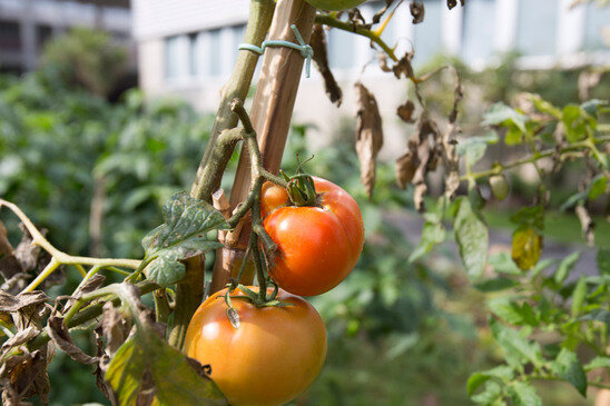 Vegetable garden