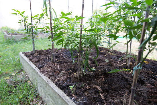 Vegetable garden